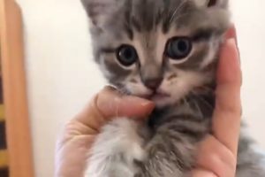 Cutest KITTEN playing and biting