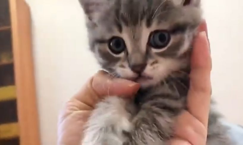 Cutest KITTEN playing and biting
