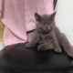 Cutest Kitten FAILS!