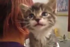 Cutest Kitten Meowing