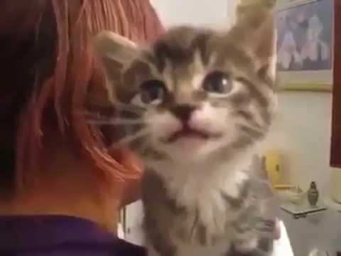 Cutest Kitten Meowing