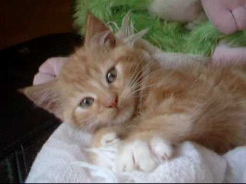 Cutest  Kitten in the World