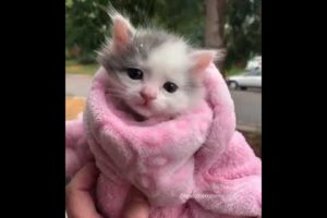 Cutest Kitten of  2020 ? Munchkin