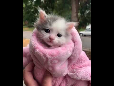 Cutest Kitten of  2020 ? Munchkin
