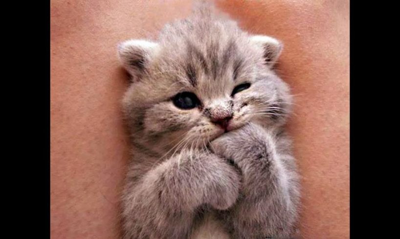 Cutest Kittens Compilation - Best Kittens Ever