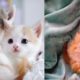 Cutest Kittens Ever - Kittens Playing Cute Baby Cats #2 CuteVN Animals
