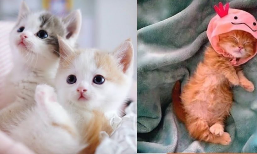 Cutest Kittens Ever - Kittens Playing Cute Baby Cats #2 CuteVN Animals