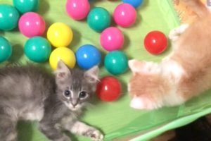 Cutest Kittens Play In The Ball Pit & Info On Becca's Eyes