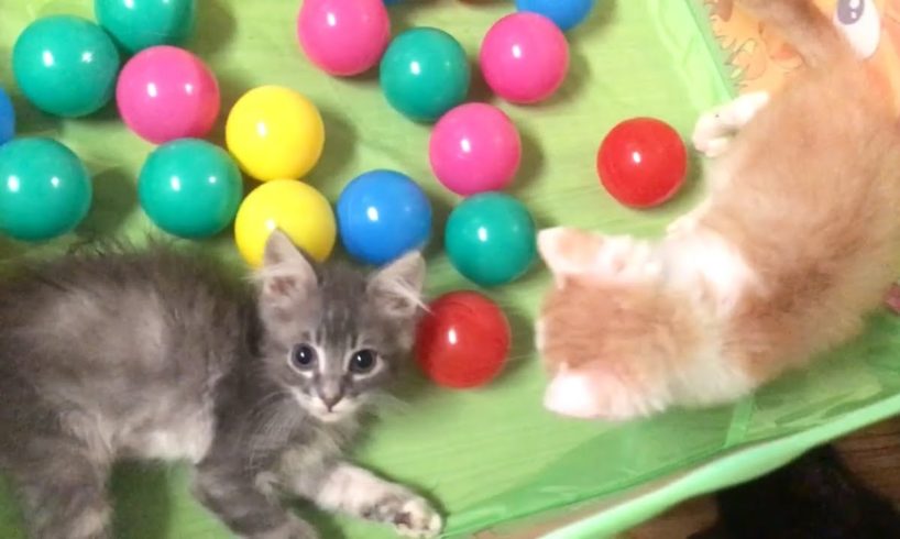 Cutest Kittens Play In The Ball Pit & Info On Becca's Eyes