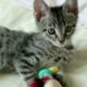 Cutest kitten complilation 2 / 귀여운 아기고양이 편집 영상 2