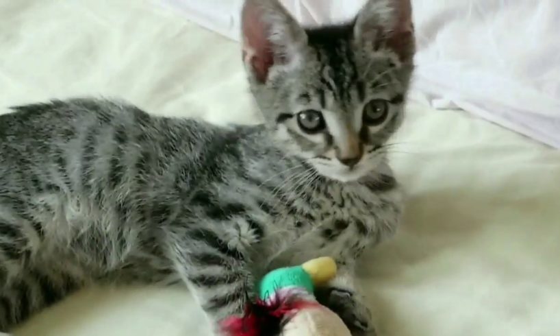 Cutest kitten complilation 2 / 귀여운 아기고양이 편집 영상 2