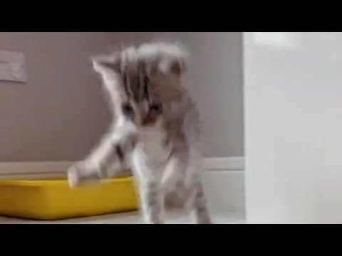 Cutest kitten ever - attacking!