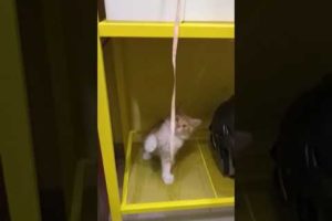 Cutest kitten playing the rope
