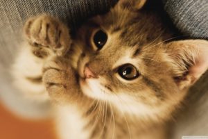 Cutest kittens ever | Funny kittens