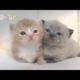 Cutest kittens ever! [My Pet TV]