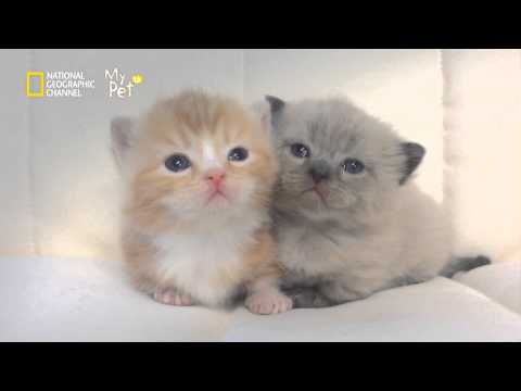 Cutest kittens ever! [My Pet TV]