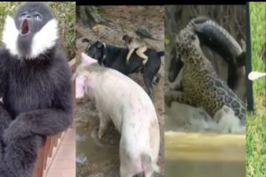 Discovery new all animals. A very comedy and interested vedeo. All animals behaviour of funny.?