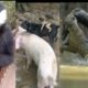 Discovery new all animals. A very comedy and interested vedeo. All animals behaviour of funny.?