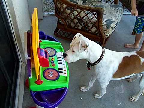 Dog Attempts to PLAY Piano!!!