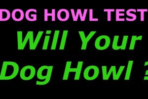 Dog Howl Test ~ Sounds To Make Your Dog Howl dog tv stimulation