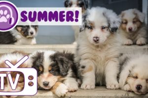Dog TV: TV and Music Entertainment for Dogs in Summer!