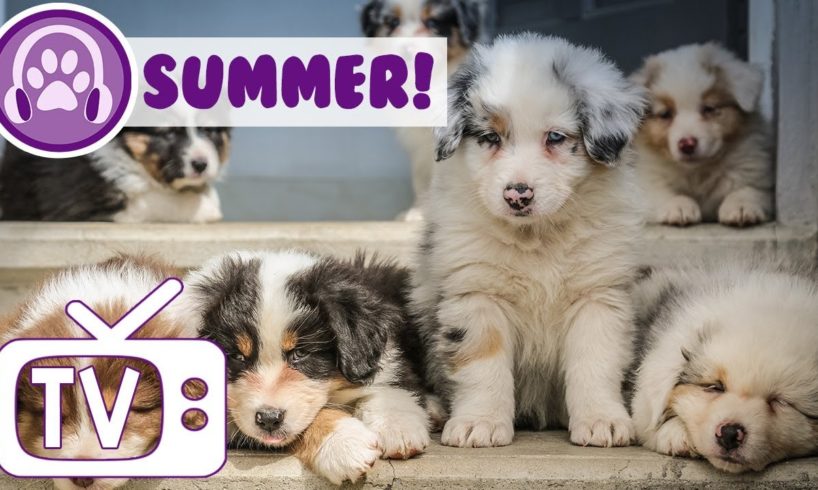 Dog TV: TV and Music Entertainment for Dogs in Summer!