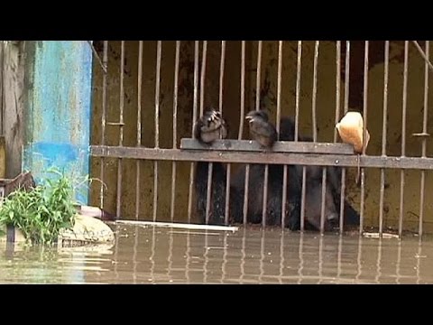 Exhausted animals rescued from flooded zoo in Ussuriysk, Russia