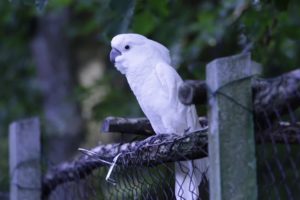 FUNNY ANIMALS FA | AGAIN FOR BIRDS