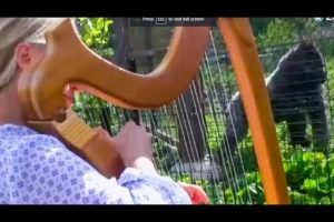 Harpist soothes gorillas with music at US zoo