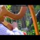 Harpist soothes gorillas with music at US zoo