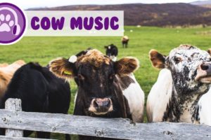 Help my cow relax! Get the best milk out of your cattle! Moosic!