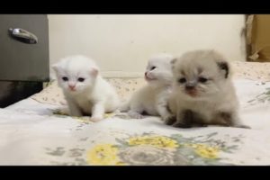 Himlayan kittens | 15 days old new born kittens | cutest kittens meowing natural relaxing sound |cat