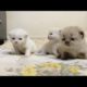 Himlayan kittens | 15 days old new born kittens | cutest kittens meowing natural relaxing sound |cat