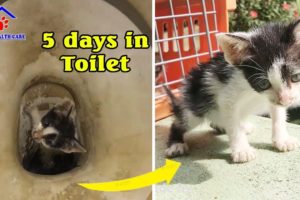 Homeless kitten stand 5 days in toilet became the cutest kitten with incredible transformation!