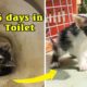 Homeless kitten stand 5 days in toilet became the cutest kitten with incredible transformation!