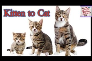 Kitten to Cat Time Lapse ? | Cutest Kittens & Cats? | Cat kittie paws