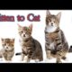 Kitten to Cat Time Lapse ? | Cutest Kittens & Cats? | Cat kittie paws