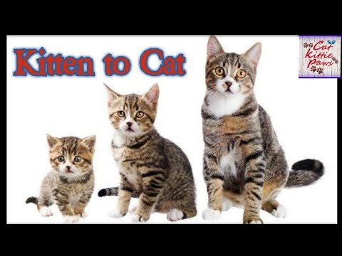Kitten to Cat Time Lapse ? | Cutest Kittens & Cats? | Cat kittie paws