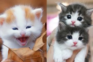 Kittens SOO Cute! Aww Cute Baby Cats Videos Compilation ? Cutest kittens Moments