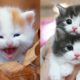 Kittens SOO Cute! Aww Cute Baby Cats Videos Compilation ? Cutest kittens Moments