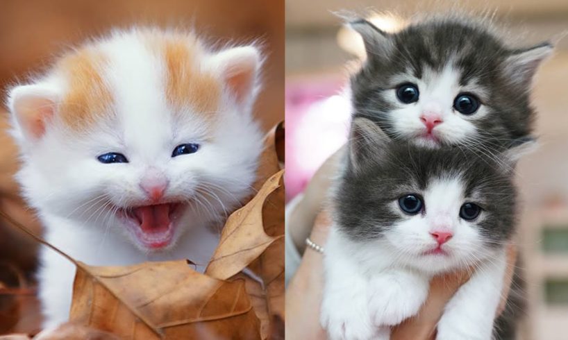 Kittens SOO Cute! Aww Cute Baby Cats Videos Compilation ? Cutest kittens Moments