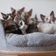 Kotki - Devon Rex (CUTEST kittens EVER)