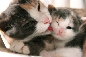 Mother Cat Take Care Cute Kittens  -  Best of Cutest Cats Compilation 2018