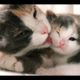 Mother Cat Take Care Cute Kittens  -  Best of Cutest Cats Compilation 2018