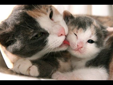 Mother Cat Take Care Cute Kittens  -  Best of Cutest Cats Compilation 2018