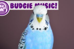 Music for Budgies! Relax Your Anxious or Restless Budgie with Music!