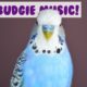 Music for Budgies! Relax Your Anxious or Restless Budgie with Music!