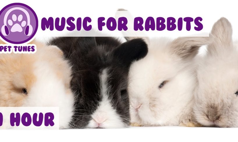 Music for Bunny Rabbits - Calming Music for Your Pet Rabbit.