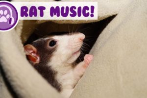 Music for Rats! Calm and Relax Your Rat and Stop Anxiety!