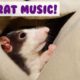 Music for Rats! Calm and Relax Your Rat and Stop Anxiety!